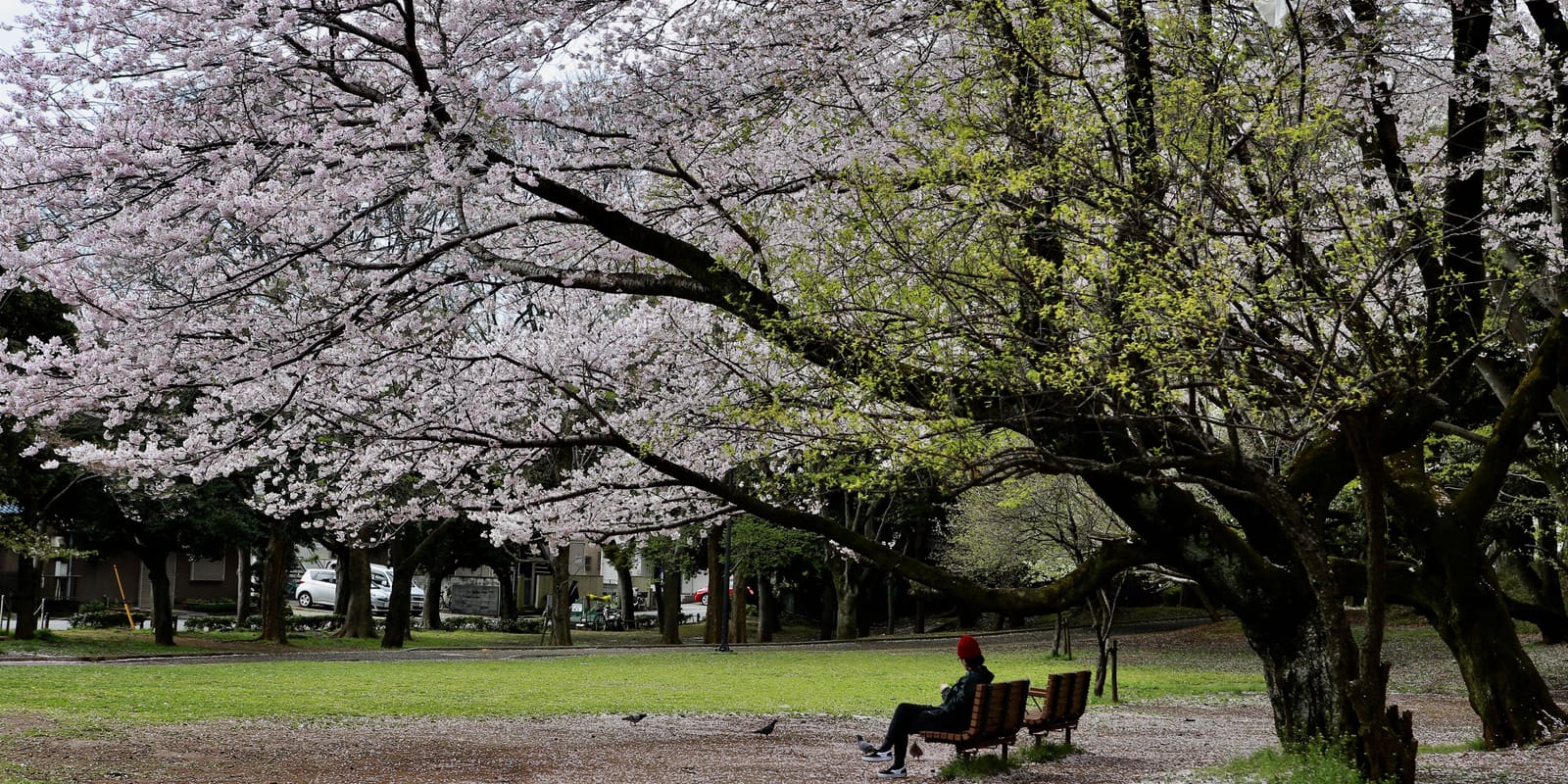 Cherry blossom sakura peak bloom forecast Japan spring 2026